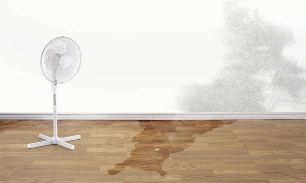 Best Flood damage cleanup  in Iona, FL
